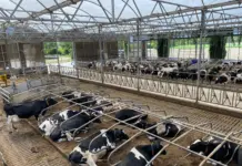 Practical guide to solar dairy farming marketing impact Practical guide to solar dairy farming marketing impact marketing